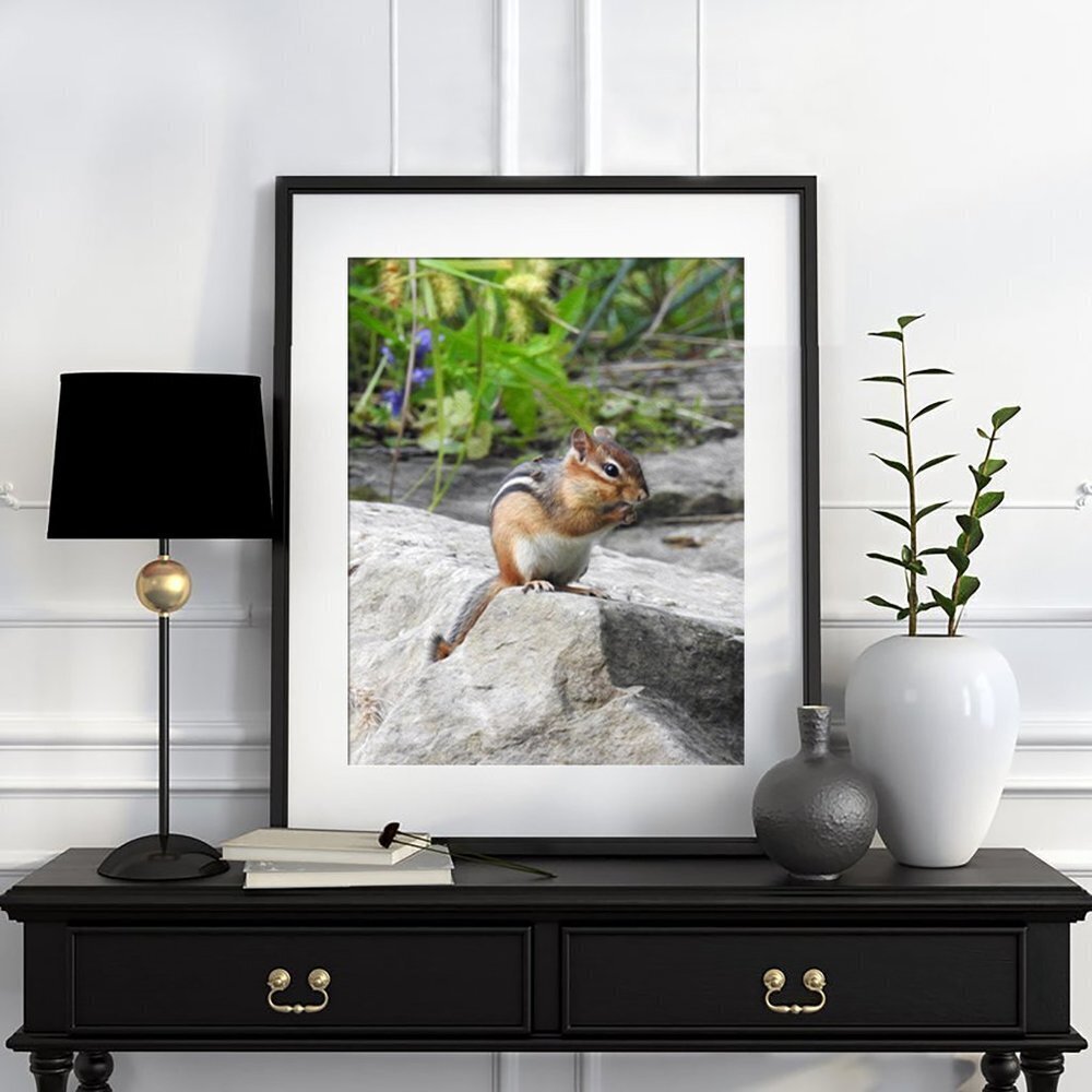 8x10‎ Cute Chipmunk Eating Photography Print